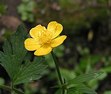 Buttercup