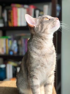 Christopher Delauder