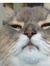 Licky