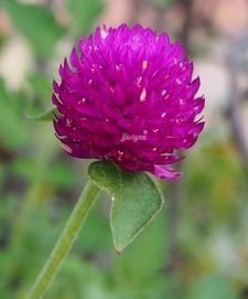 กุนหยี กาหยู