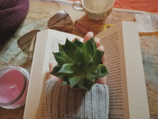 Dora - paper_cactus_ 