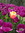 Mary Ann (mahofacre) | 375 comments
