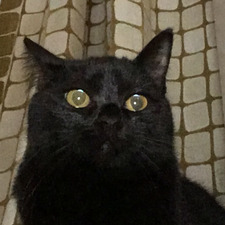 Luna Olmås