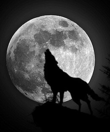 Shadow Wolf