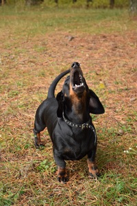 Mindaugas Čekanavičius