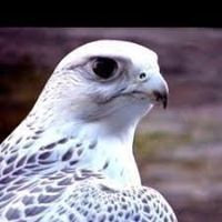 أبوالفرج عسيلان