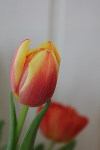 Jana