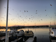 Aygül Anavatan