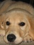 Albert