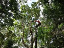 Aussie Tree Care