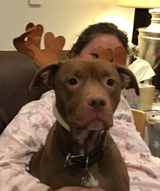 monkey the pit Bull