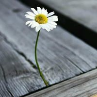 محمد الامين