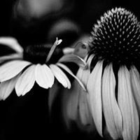 منار البكور