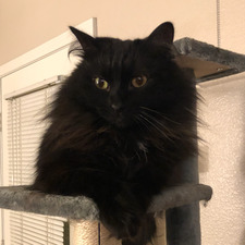 Callie