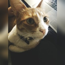 Sam