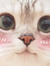 ilke altay