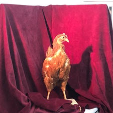 Christopher Lawrence