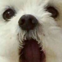 แมวที่พิมพ์ อยู่ทางโน้น