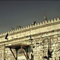 سامر الأحمد