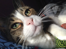 Ali