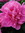 Paeonia_in_Horto
