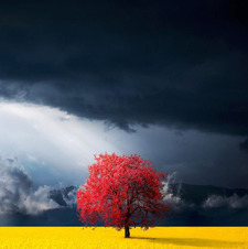 Lorena Cervantes silva