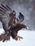 Eagle A...