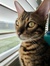 Oliver