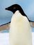Penguins Class