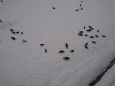 Катерина Кунева