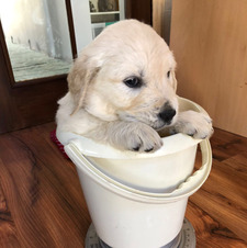 Carol E Stewart-Reid