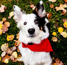 Симеон Георгиев