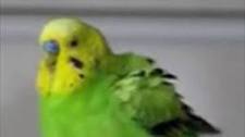 Mawell