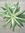 Mugwort