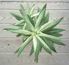 Mugwort