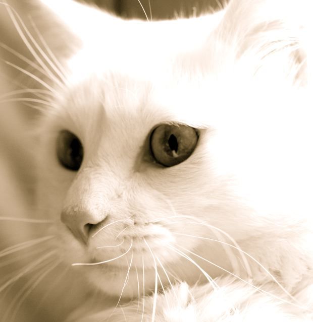 Goodreads profile picture for @javichu