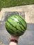 a fruit