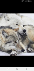 Iordache Ovidiu Daniel