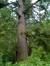 The Wise Old Tree