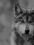 Lobos o...