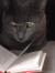 Everly Reads