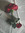 Nour Tayel