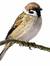 Sparrows