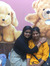 Sangeetha