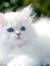 Catopia
