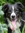 TheIron Paw | 15 comments