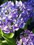 Hortensia13