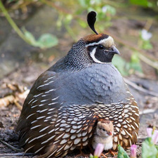 Soliloquail