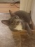 NicholeReadsWithCats