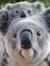 Koala676